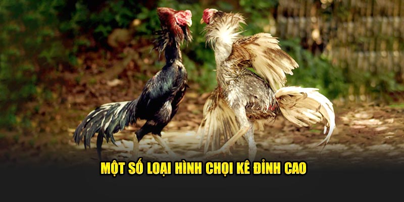 Một số loại hình chọi kê đỉnh cao